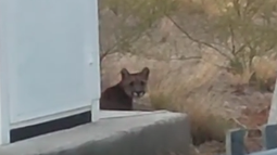 Impacto por los pumas en San Juan: captaron a uno en Ullum y otro apareció muerto en Sarmiento