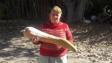¡Que grandes! Mirá el tamaño de estos zapallos del sur sanjuanino