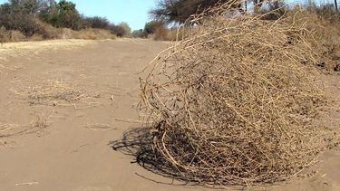Sentencia de muerte para el cardo ruso en Ischigualasto
