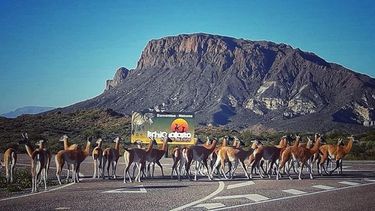 Qué animales aprovecharon la pandemia para recuperar terreno en San Juan