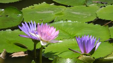 Plantas acuáticas: la tendencia para tu balcón