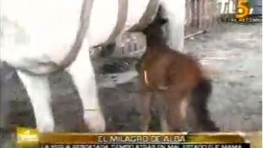 La yegua Alba fue mamá de Mili