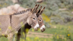 El productor de Chubut Julio Cittadini destacó que los cortes de carne de burro ofrecen vacío, entraña, costillar y lomo similares a la carne vacuna (Foto: Infobae)) El productor de Chubut Julio Cittadini destacó que los cortes de carne de burro ofrecen vacío, entraña, costillar y lomo similares a la carne vacuna (Foto: Infobae))