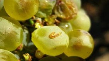 Capacitación para productores vitícolas en lobesia botrana