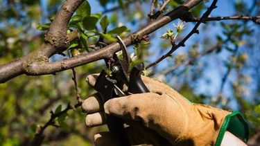 Atención productores, capacitación en poda