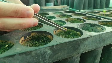 Retomaron la producción de plantas autóctonas en San Juan.