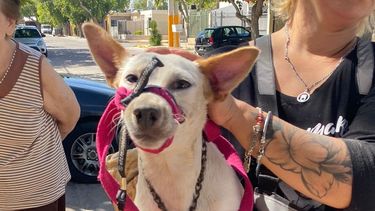 Rescataron al perro 14 de la casa del terror en Santa Lucía