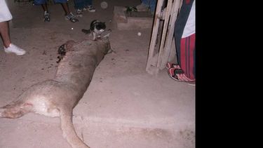 Vecinos del Alto Calingasta mataron y cuerearon a un puma