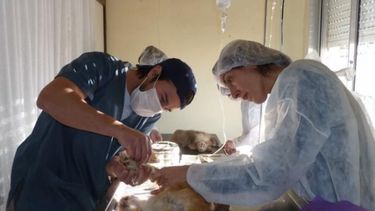 Mirá donde podés esterilizar gratuitamente a tu mascota