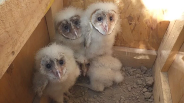 ¡Sorpresa en San Juan! Encontraron una familia de lechuzas en una chimenea y las reubicaron en un árbol del jardín