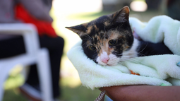 Ambiente informó dónde se podrá esterilizar a las mascotas de modo gratuito en San Juan.