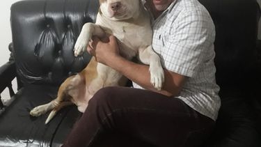 Luego del caso Lara: el abogado que lucha por una ley sobre perros de “razas poderosas”