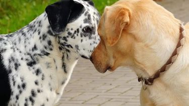 Mes del Cuidado Animal y la Adopción Responsable: conocé todas las actividades