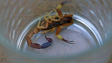 Una bebé sanjuanina, internada tras ser picada por un alacrán