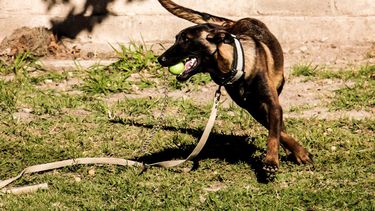 El Pastor Belga Malinois, una “Ferrari” en la detección de narcóticos El Pastor Belga Malinois, una “Ferrari” en la detección de narcóticos