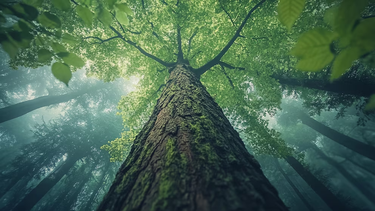 El crecimiento poblacional impacta los niveles de deforestación global.