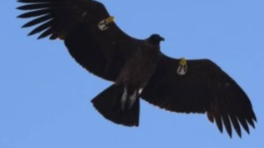 ¿Te acordás de la bebé cóndor sanjuanina?: Así está ahora