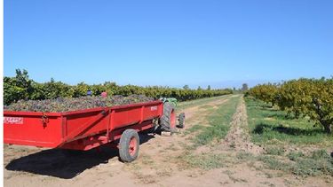 Enav implementa el método de cosecha asistida