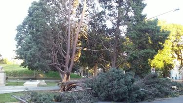 En la Plaza Yrigoyen parte de un árbol cayó y piden precaución
