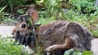 Preocupación y alarma en Estados Unidos por la aparición de conejos con tentáculos en la cabeza