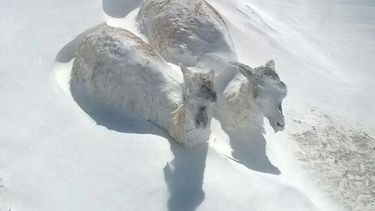 La historia detrás de la foto de los guanacos que fue viral