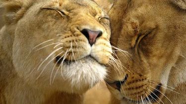 Los animales silvestres, los grandes perjudicados en la naturaleza por el cambio climático.