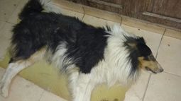 Tristeza: murió Balto, el perro atropellado dentro de su casa