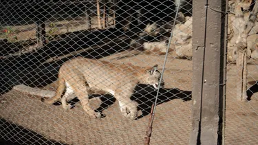 En el Día del Puma, los ejemplares que viven en el Parque Faunístico, en Rivadavia.