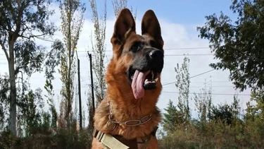 Así está hoy la perra ovejero alemán que sufría maltrato animal y fue filmada mientras era golpeada con caño.