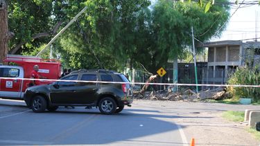 Morir aplastados por un árbol. Las trágicas efemérides en San Juan.