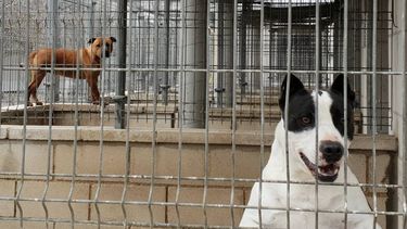 Perros peligrosos en San Juan: no está inscripto ni el 1% de lo estipulado por Ambiente