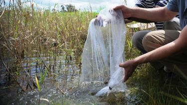 Confirman el mosquito del dengue en San Juan y organizan una mega reunión con los departamentos