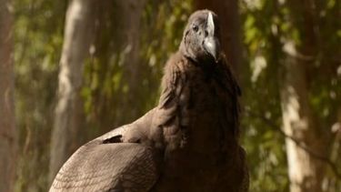 El segundo cóndor nacido en cautiverio en el Parque Faunísitico fue libertado en el Sur.