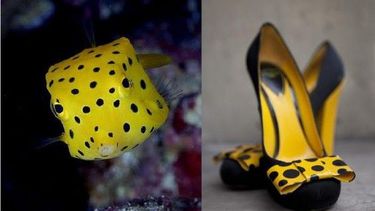 La naturaleza sabe de combinaciones