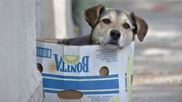 Animalistas contra la prohibición de regalar perros: “No va a servir de nada”