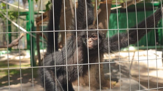 El mono Tito, uno de los más antiguos habitantes del Parque Faunístico, tiene casa nueva.