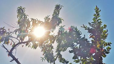 Máxima de 20º con nubosidad variable toda la jornada