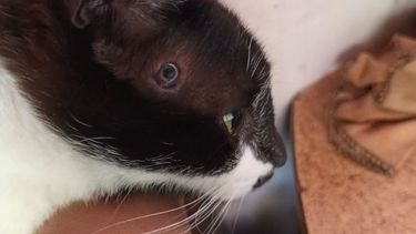 Brutal: le enterraron un clavo en la cabeza a un gatito en un barrio sanjuanino