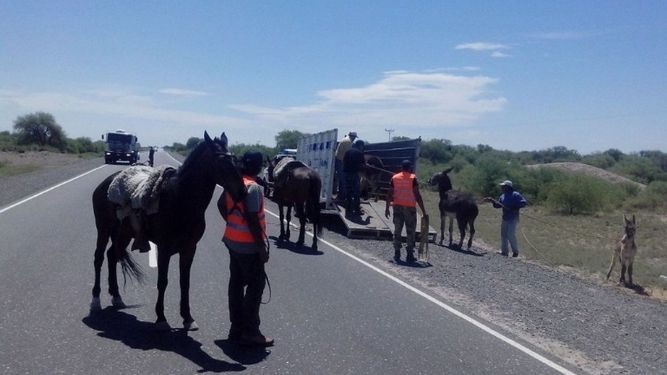 Animales sueltos en las rutas: endurecerán los controles en Jáchal