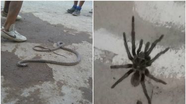 Hallaron víboras y enormes arañas en un asentamiento de La Bebida