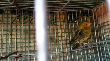 Recordar lo obvio: insisten en que vender animales salvajes está prohibido