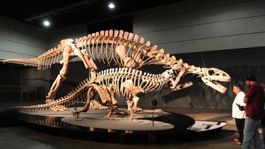 Concurso por el isologo del Museo de los Dinosaurios