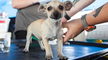 Mirá dónde estarán los quirófanos para esterilizar animales