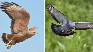 Un aguilucho descuartizó a una paloma en pleno microcentro sanjuanino