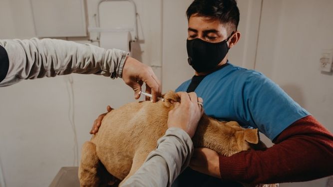 Perros peligrosos: con el cupo agotado, se viene ahora la colocación del chip gratis