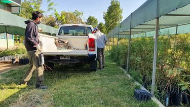 Un paraíso sanjuanino donó 50 árboles para forestar Anchipurac