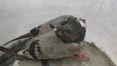 Las palomas están provocando terror en Reino Unido por una extraña enfermedad.