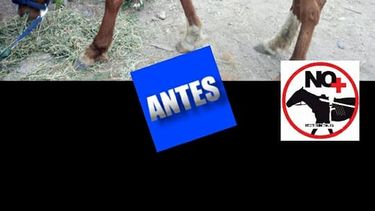 El antes y el después de Almendra, salvada de la desnutrición