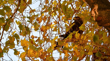 Los gavilanes son animales de gran porte y suelen verse en plena ciudad de San Juan.&nbsp;