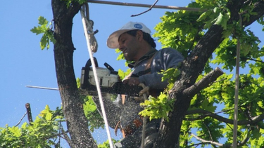 Comenzó el periodo de habilitación de poda del arbolado urbano. Cómo gestionar el trámite.